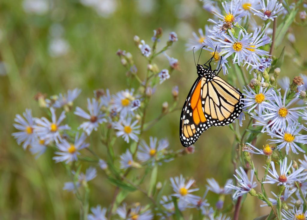 a monarch butterfly stands on a cluster of small blue flowers